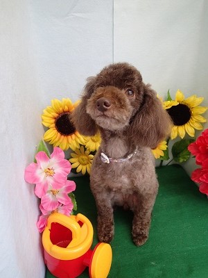 『どぉ？可愛くなったでしょ♪』